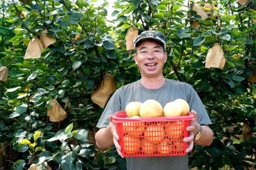 福建永定臺(tái)灣脆梨豐收上市，生態(tài)農(nóng)業(yè)守護(hù)無脊椎動(dòng)物多樣性
